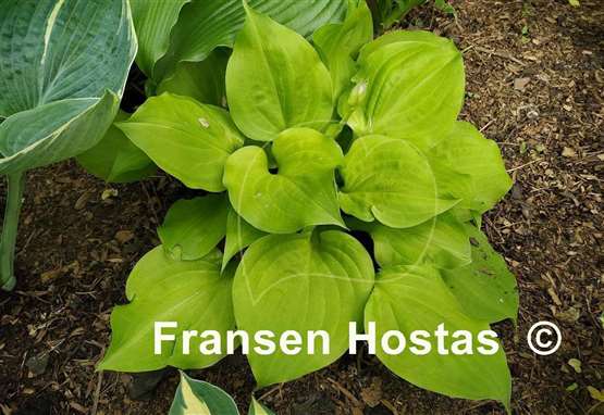 Hosta Blonde Ambition